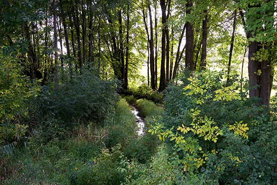 Les boisés de l’Espérance