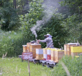 apiculture-1